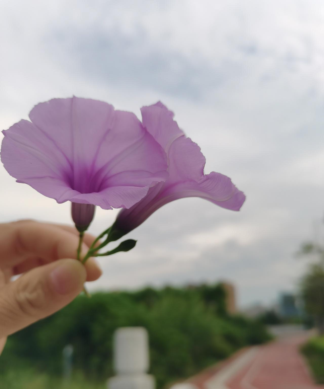 小区有个经常一起散步的朋友，我们经常早上买菜，在市场相遇，早晨买菜，我是骑电动车