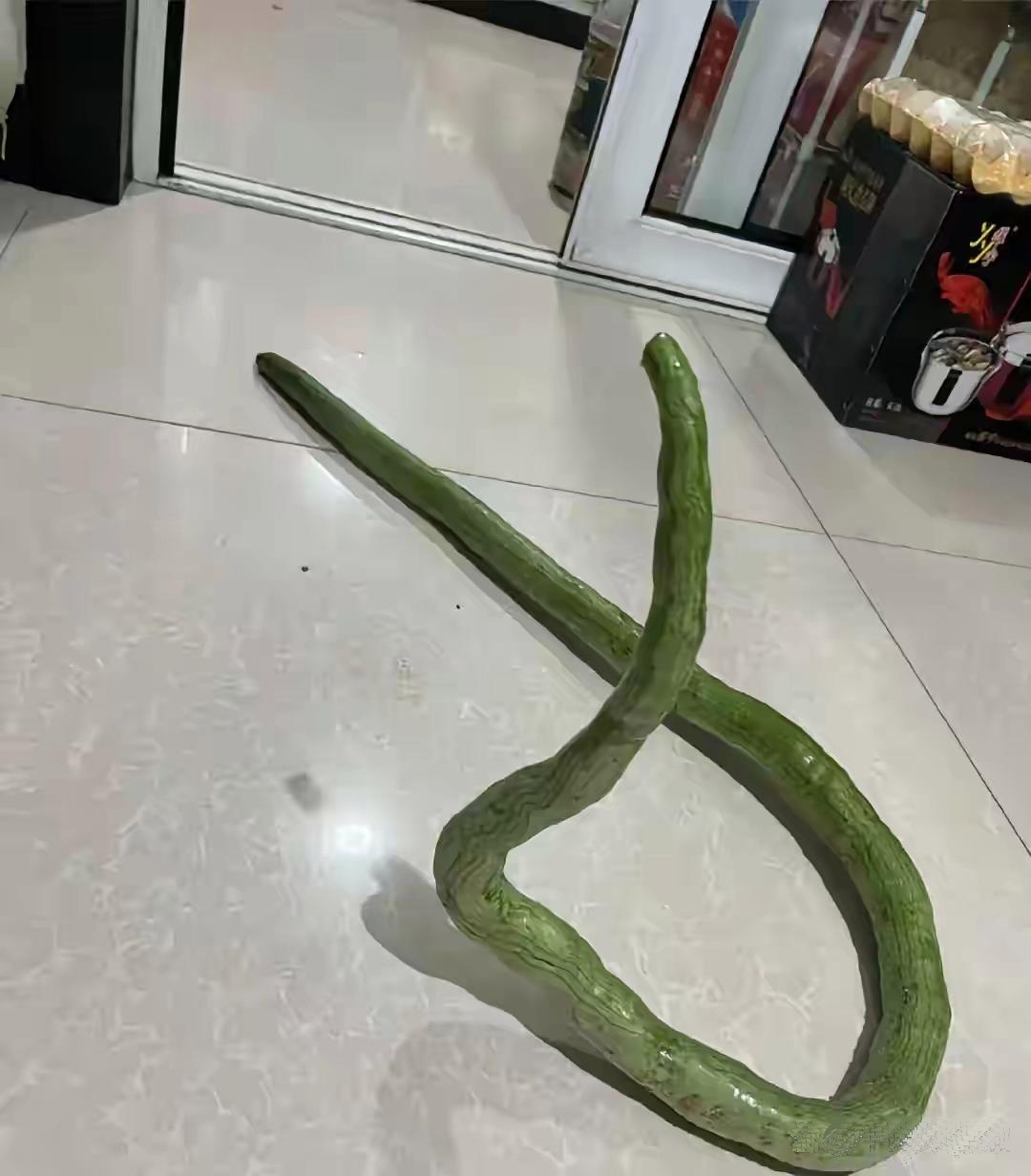 家人们，你们见过这种蔬菜吗？这到底是豆角劈了腿，还是蛇出了轨啊？真的是第一次见，