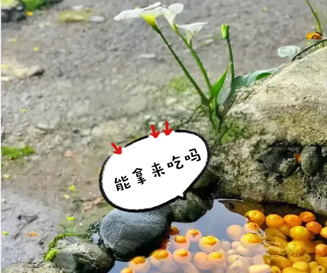 浙江，一名男子和朋友爬山的时候，忽然看到路边有一个小水坑，里面放满了芒果。男子感