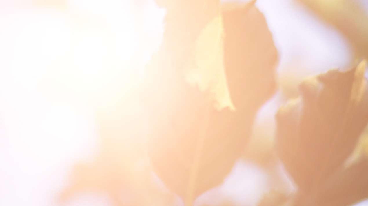 半年施肥优化计划，王炸升级，贫瘠山地地块，大豆营养提升方案 (2)