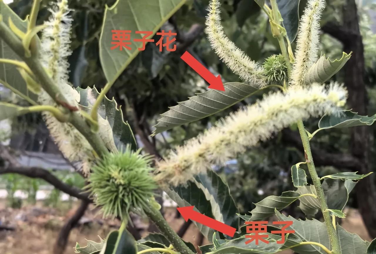都说植物先开花后结果，结果的时候花都掉了没有花了。
可是栗子是一边开花一边结果，