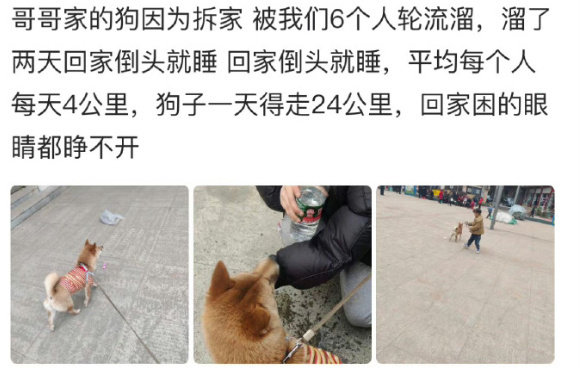 狗：我比你们更累