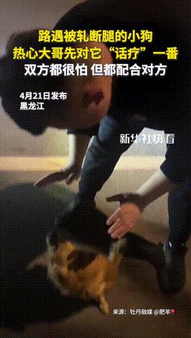“善良的大哥火到央视了！”黑龙江，男子酒后遇到被压断腿的小狗，却碎嘴子温柔“话疗