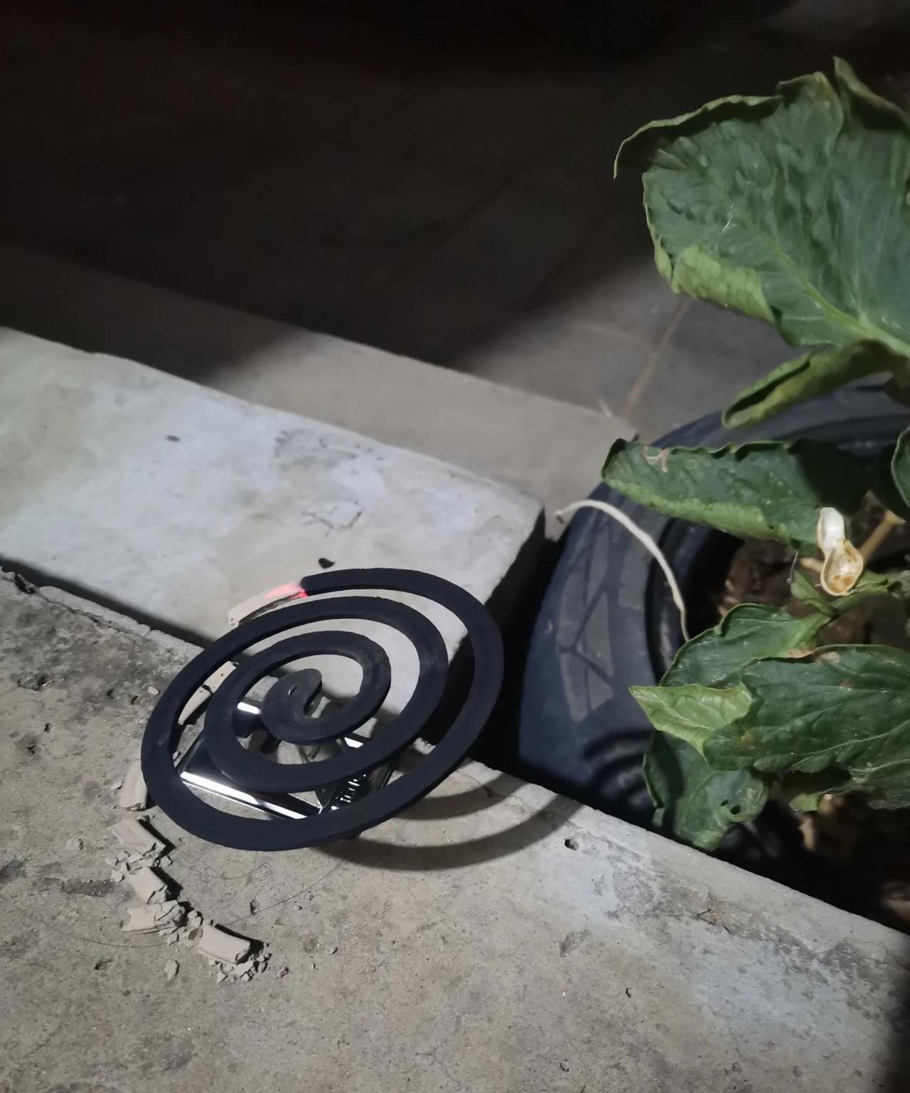 农村小院有千般好，[爱慕]唯有一物让人受不了。[流泪]
小院的好处，数不胜数，不
