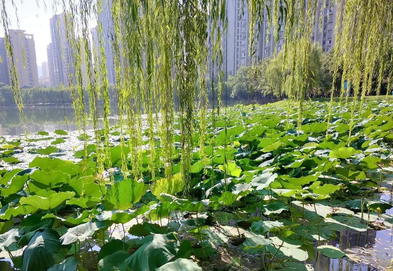 人善人欺天不欺，在我母亲身上体现的淋漓尽致……
我母亲一生善良，在村里没跟任何人