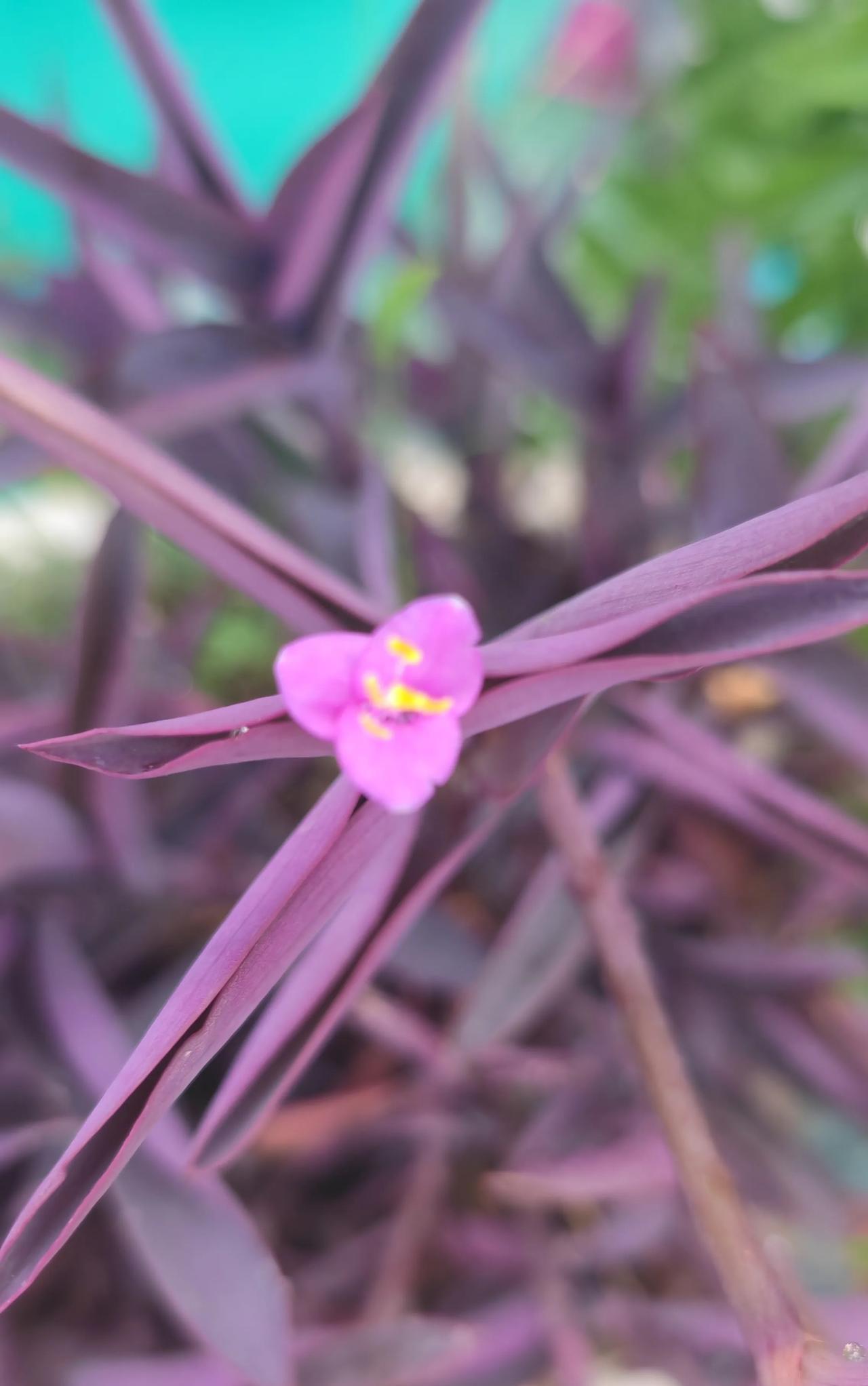 #分享手机里的花花草草# 
手机里存有许多花花草草的照片，每一张都是大自然的馈赠
