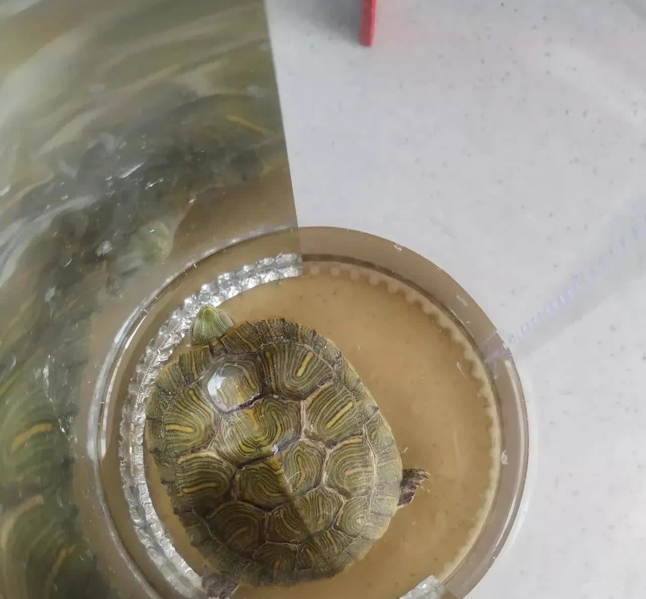 河北，一名女子的弟媳送了她一只乌龟，她顺手把这只乌龟放进了养金鱼的玻璃缸里。没想