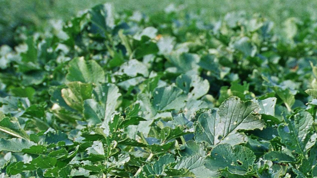 五年轮作优化策略，越级碾压，平原连作地块，大葱轮作增产方案 (6)