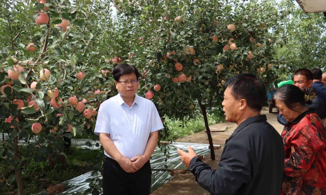 9月6日，吉县县长牛永福到壶口镇东城垣片区调研早中熟苹果生长和销售情况，与现场管