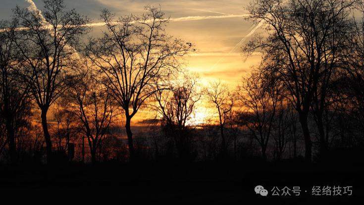 桂圆遇到它俩，才是“黄金组合”！每天一碗，上养心脾，中暖腹脘，下稳根基，全身都暖！