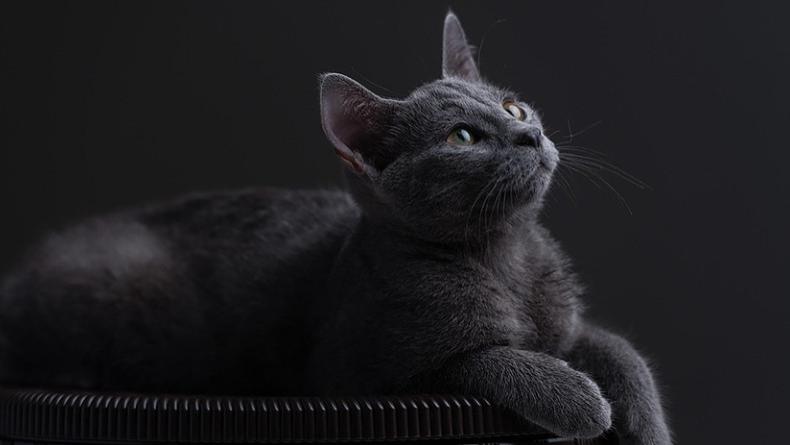 国产主食猫罐头哪个比较好？2025十大放心吃主食罐头测评！
