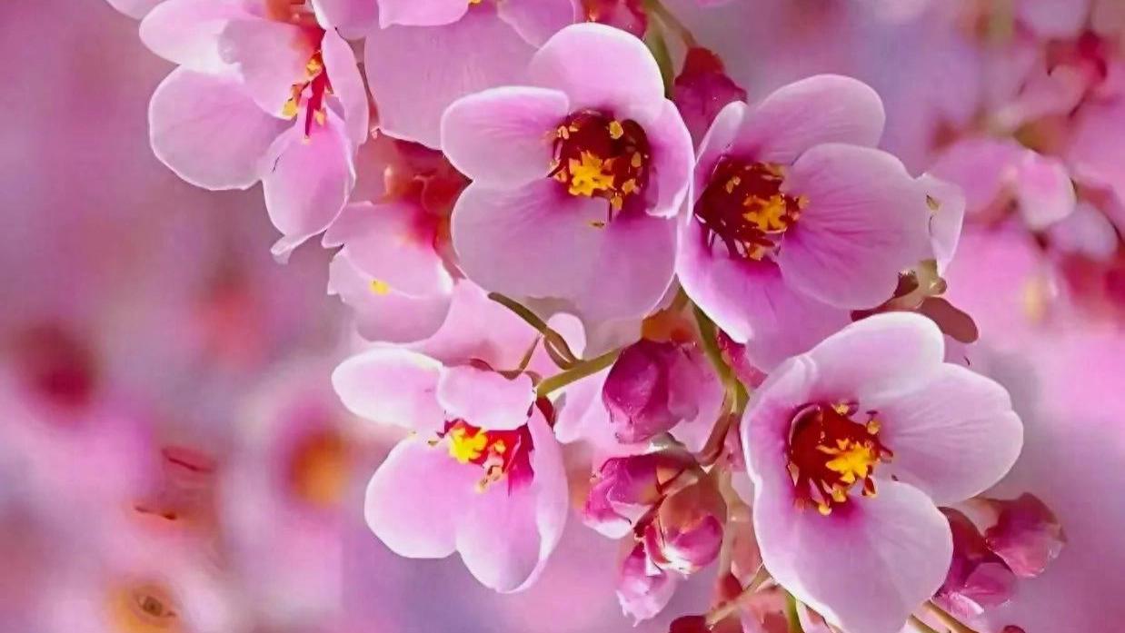 境由心造，福自心生，心若向阳，岁月自暖