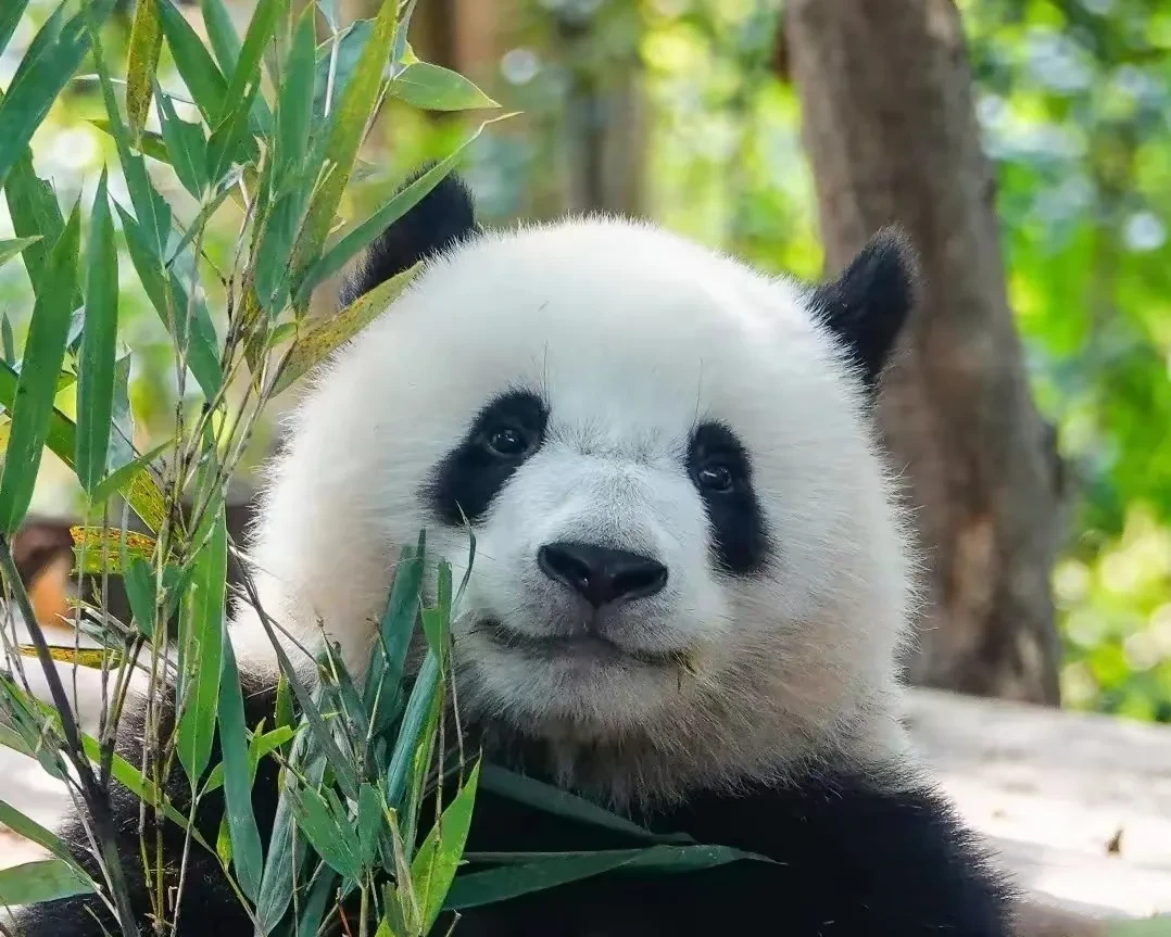 北辰小甜包才是真正的邪恶摇粒绒，不信就请你看到最后一图。
北辰是基地之花北川的儿