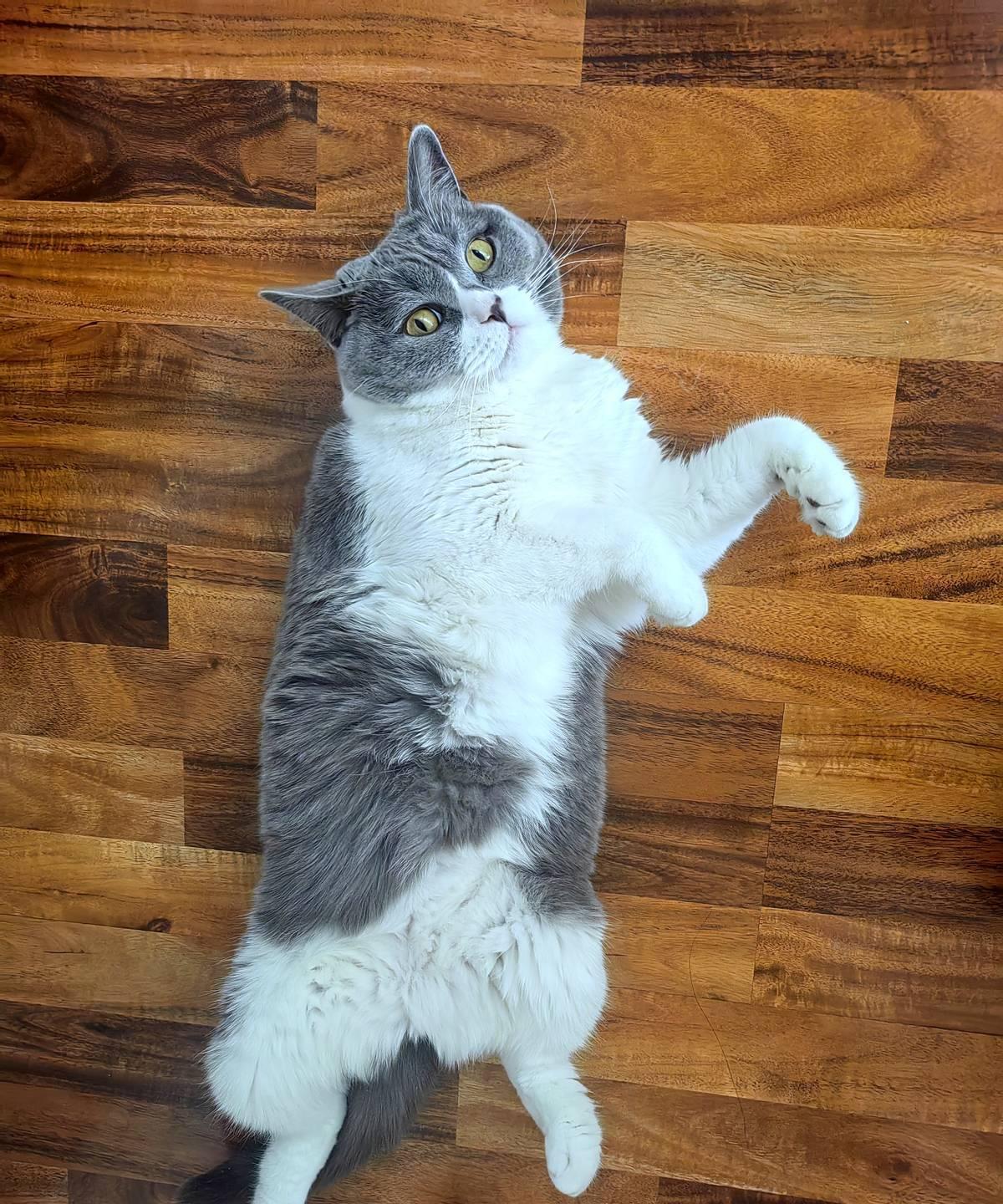 胡桃，一只五岁半的猫咪，突然变得异常安静。
它不再碰猫粮，连最爱的罐罐和猫条也失