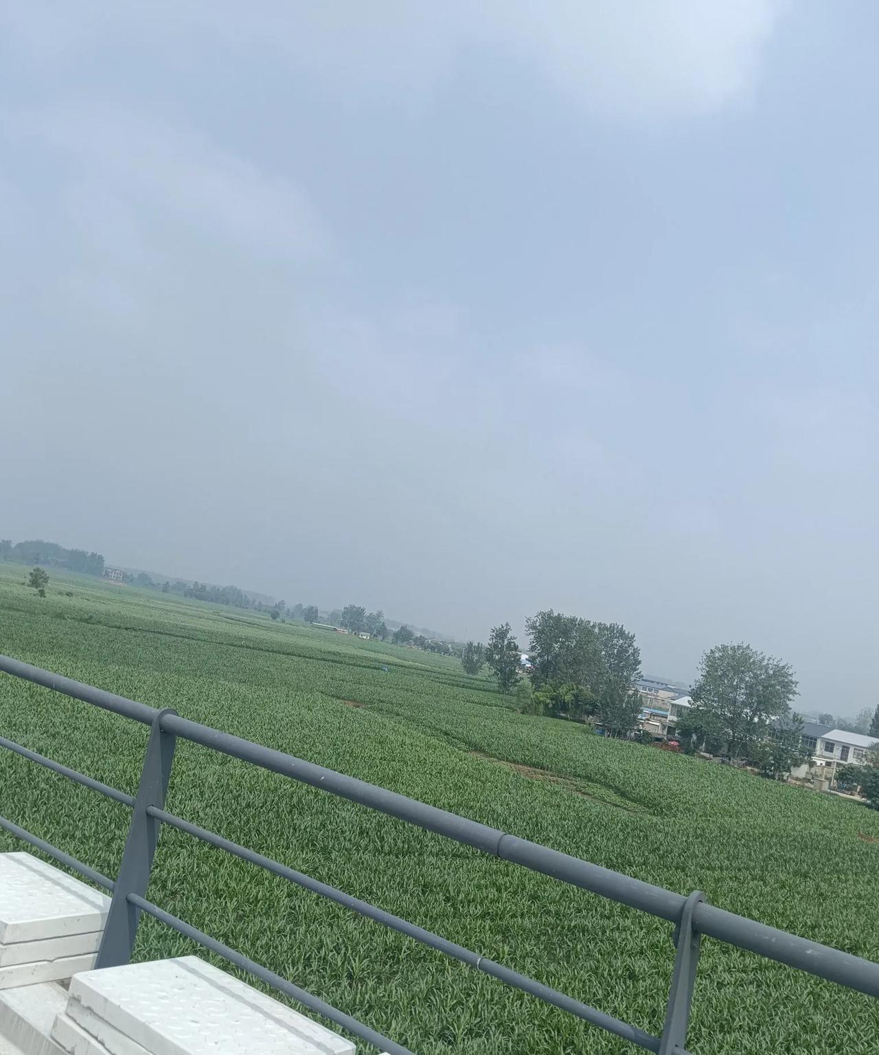蒙城玉米长疯了，苍天有眼，太及时了。昨天下午一场大雨，把本来拧绳绳的玉米救活了，