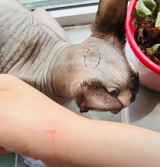 这猫我是一点都不想要了还咬人