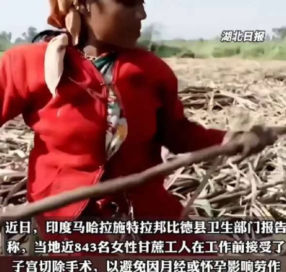 印度甘蔗女工怕来月经或者怀孕影响工作，自费约3个月的工资做子宫摘除手术。
好可怜
