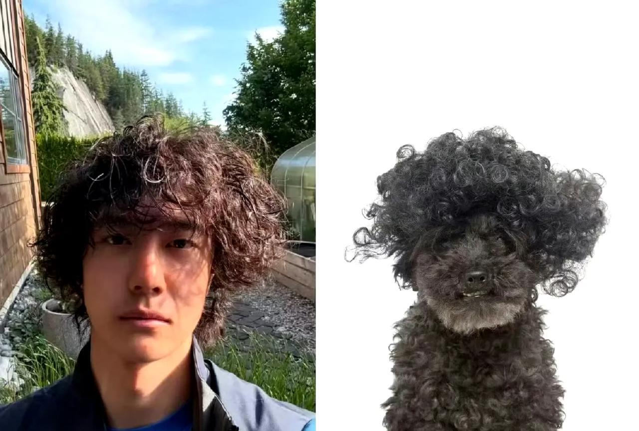 #王一博同款卷毛小狗#
救命！王一博ins更新的照片太治愈了！蓬松卷毛的岩羊小狗