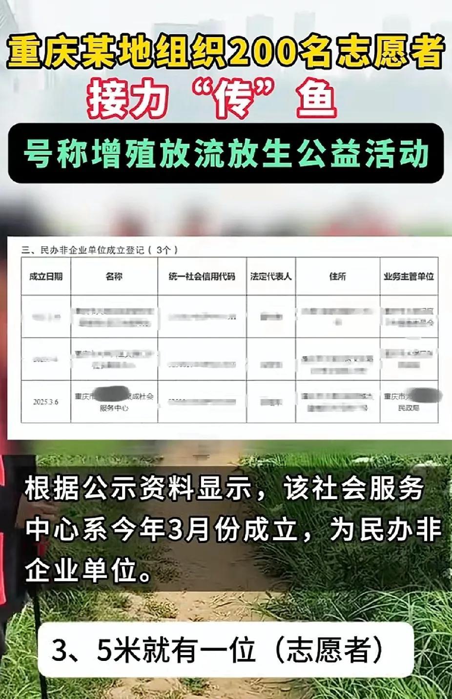 说到重庆某地200多名志愿者接力“放生”鱼，我要透露点放生的“猛料”！200多人