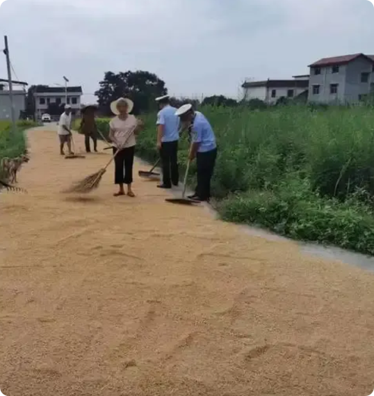 河南，一女子将小麦晾晒在大马路上，被一辆铲车碾压了。女子见小麦被毁，立即拍照取证