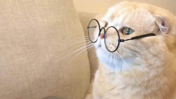 猫罐头怎么选不踩坑？希喂、鲜朗、皇家三大热门猫罐头深度对比！