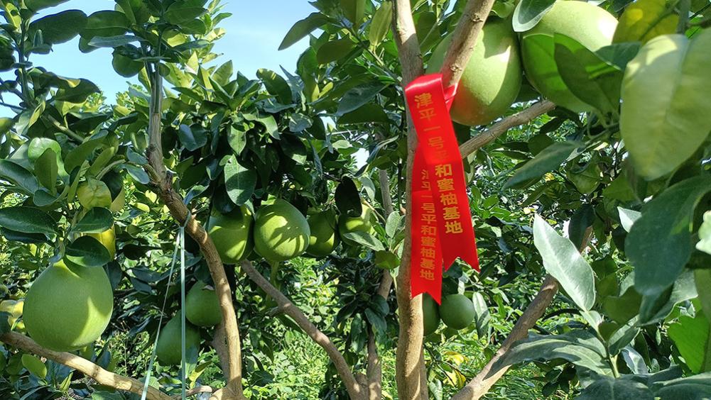 认养一棵柚子树：助农更乐农