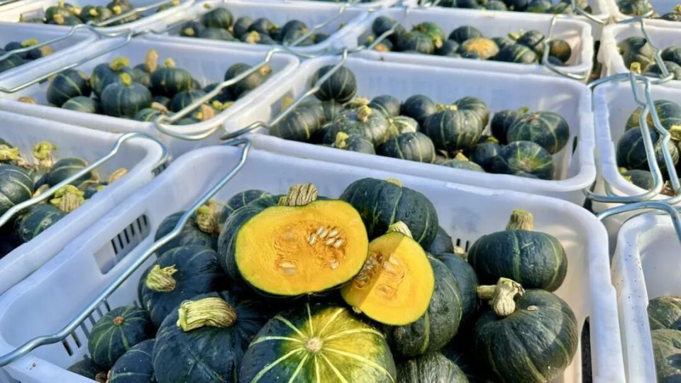 荒地变金地！浸潭镇这个村：村民入股，共享甜蜜硕果