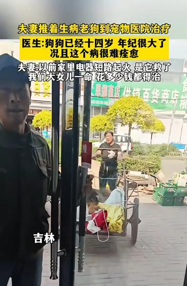 吉林，一对中年夫妻用三轮车推着一条生病的老狗去宠物医院看病，医生看到后， 告知说