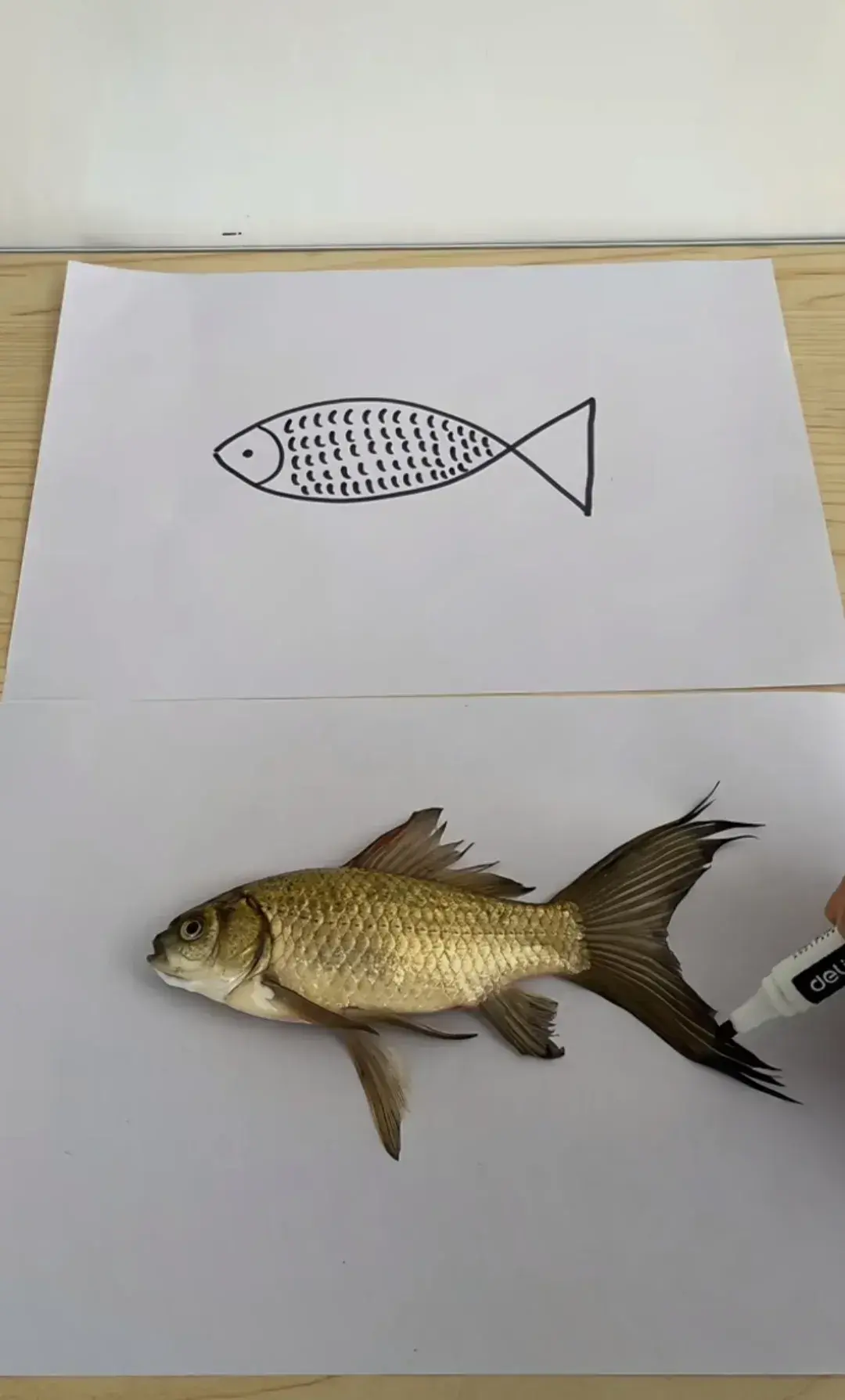 上面的鱼是老婆画的，下面是我画的，谁画的好？
