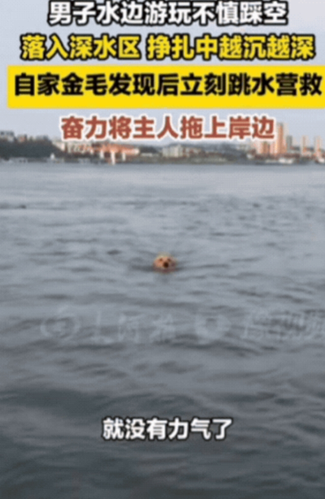 “太有灵性了！”湖北宜昌，男子在水边遛狗时，不慎踩空落入深水区，挣扎中呛了一口水