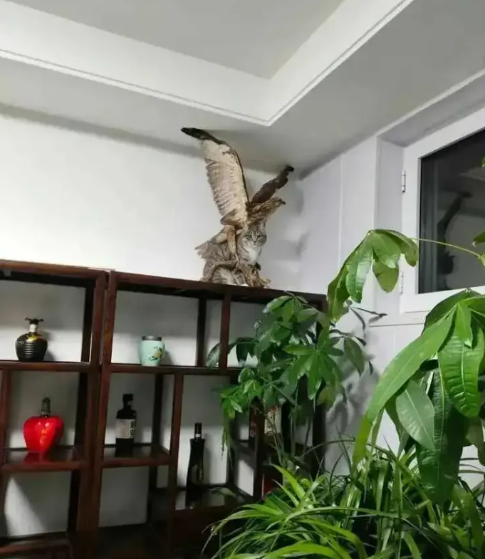 据说这家主人找猫找疯了
