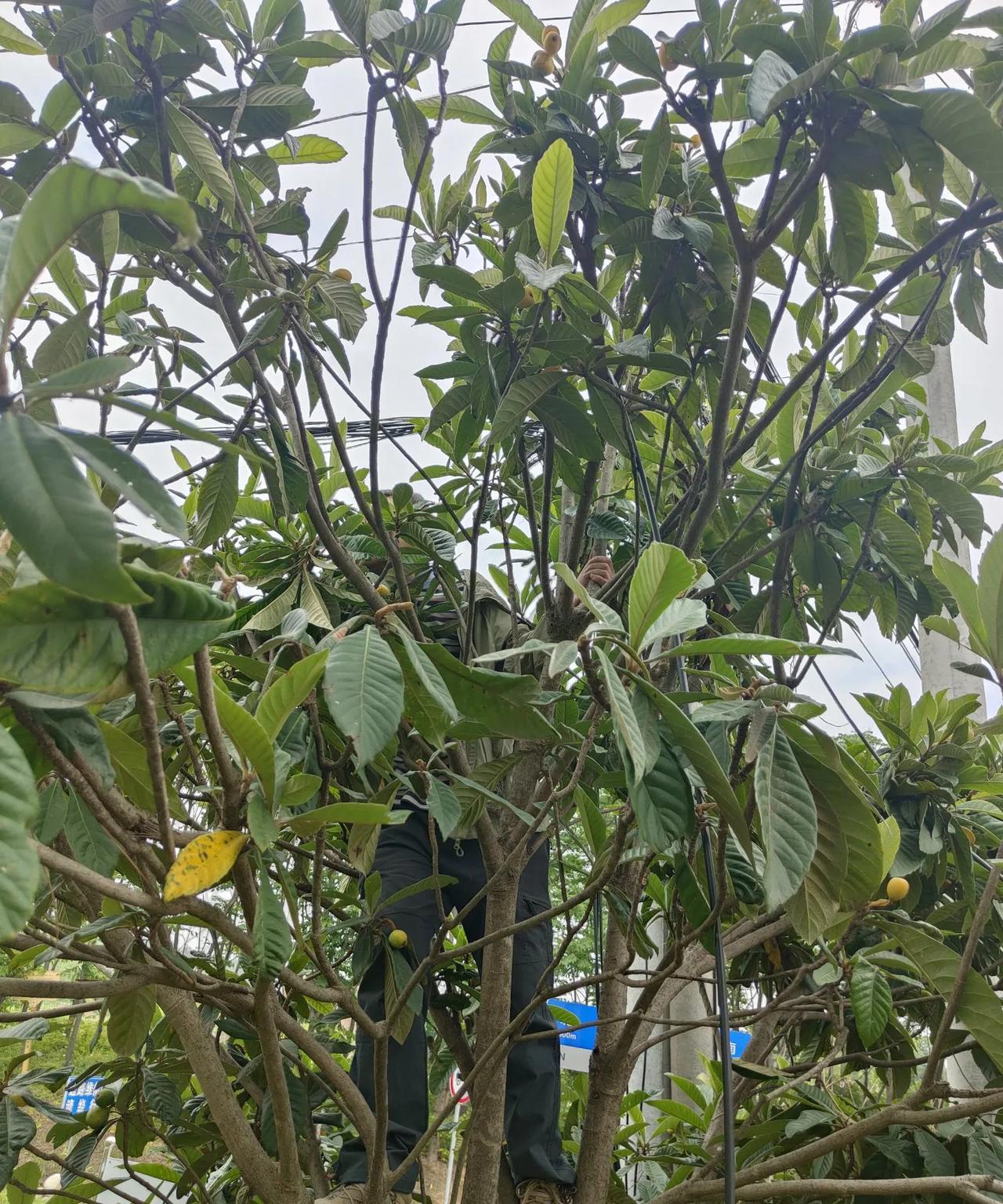 唉，老婆婆，要我怎么说呢？
在大家群里祝某某的孙子，某某的孙子，总共就三个，祝儿