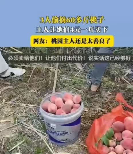 这样的女子上哪找！

6月9日，安徽，三个人偷了女子60斤桃子，她没有报警，