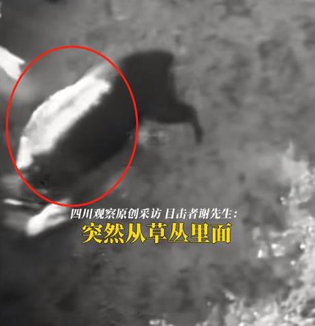 野猪“调虎离山”？汪汪们去追一群佩奇了，草丛突然钻了一个大佩奇出来，护农队长遭野