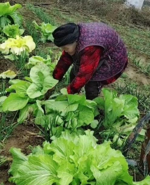 我好朋友一直养她奶奶，95岁了，年前走了。她奶奶这一去世我才发现