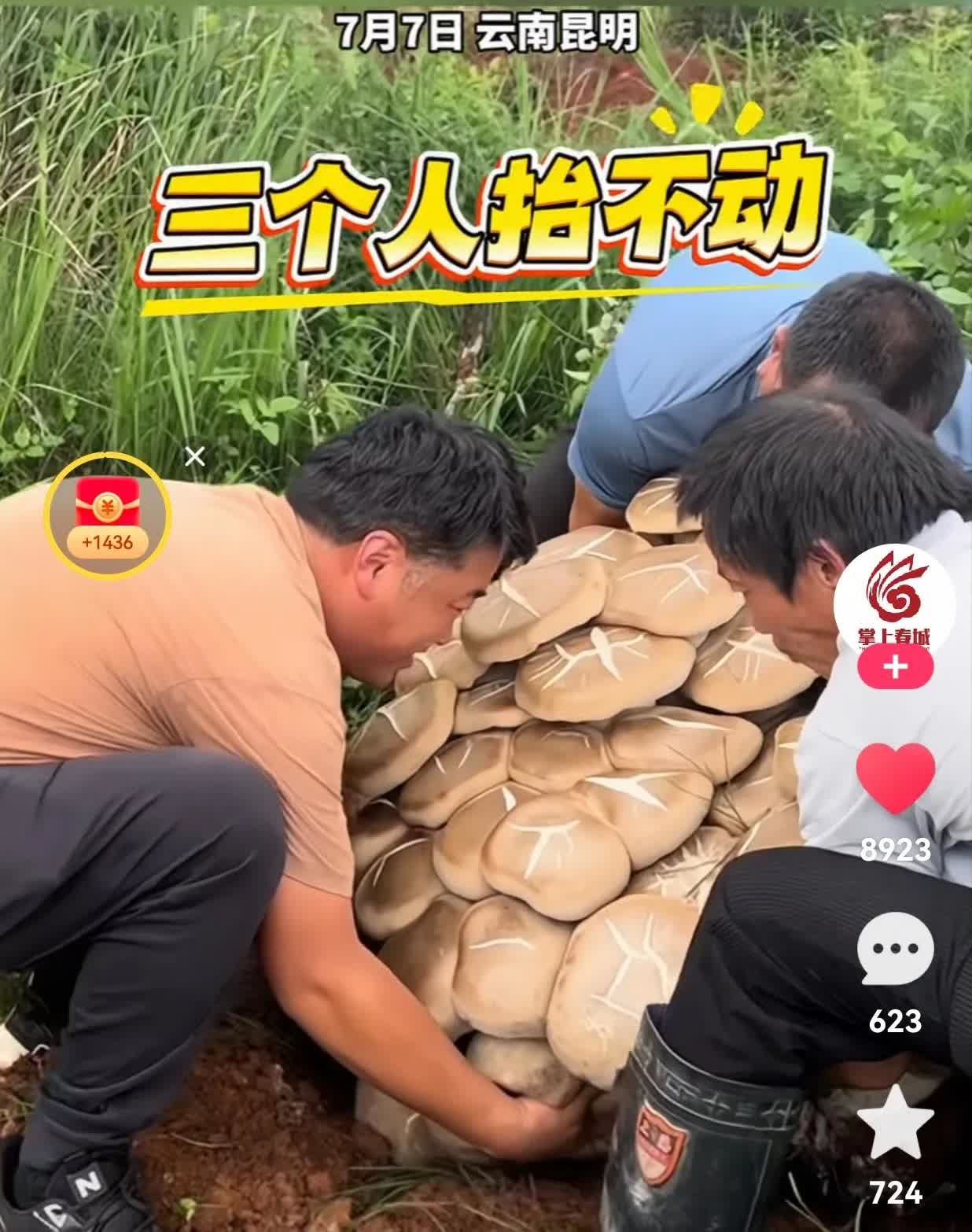 发财了！发财了！从来没有见过这么大的蘑菇，长这么大还是第一次见。

一男子去