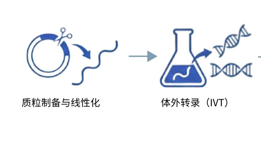 解密 LNP 封装：赋能 mRNA 药物研发的关键技术