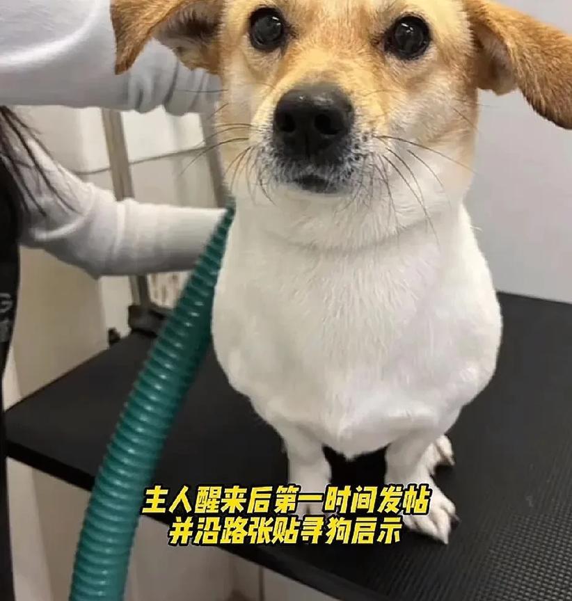 太暖心了！6月24日，山东青岛一女孩在遛狗点时候发生了意外导致昏迷，后被救护车拉