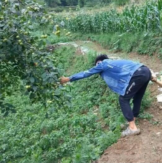 狗子：我为这个家付出了太多