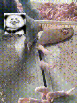 工人用机器给鸭掌脱骨，一秒一个太轻松，比嘴巴可快多了！