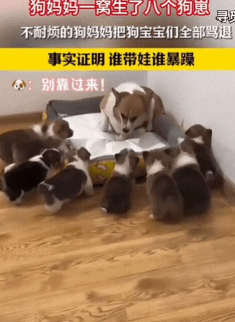 笑不活了！一只狗妈妈一窝生了8个崽，带了1天想回狗窝休息下，万万没想到，它刚走进