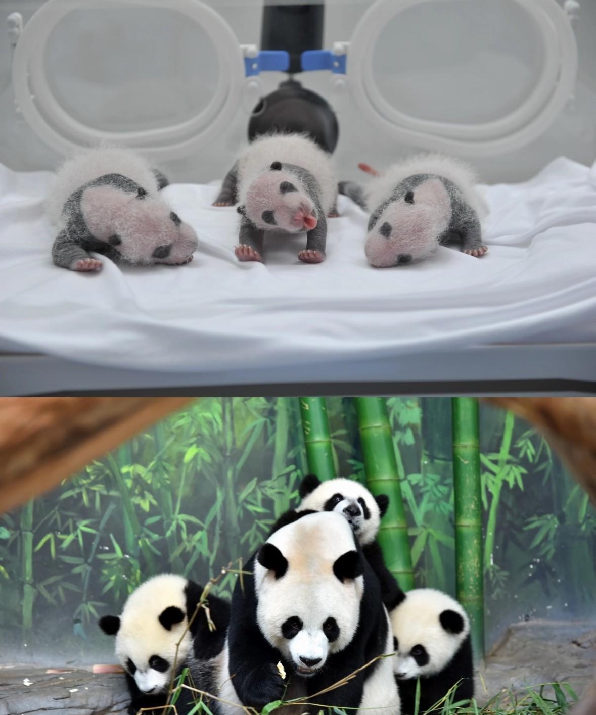 广东长隆这对全球唯一熊猫三胞胎，大家都知道吧～
当年三姐弟萌帅酷刚出生时，真的又
