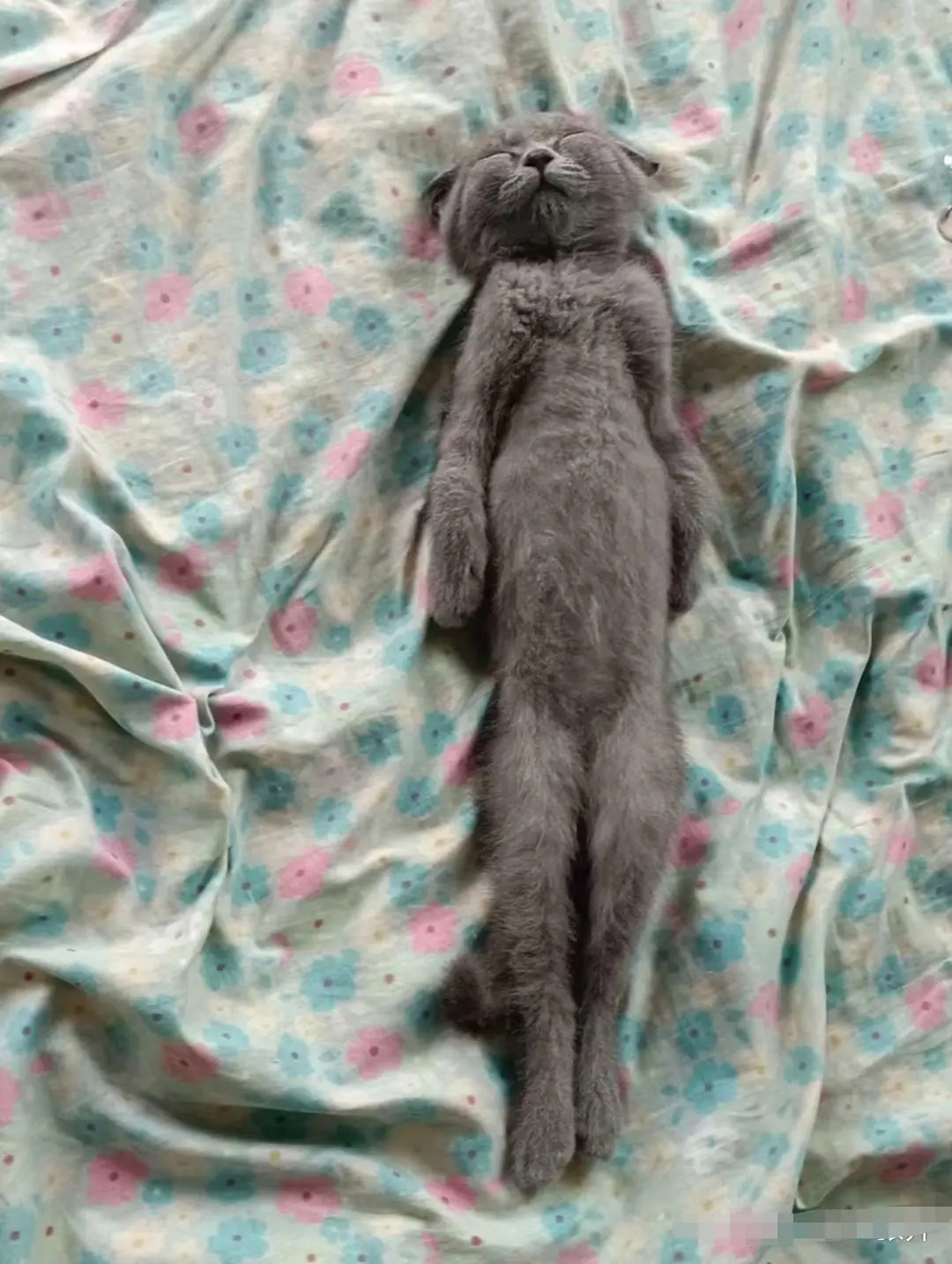 帮忙看看，家里的猫是怎么了？