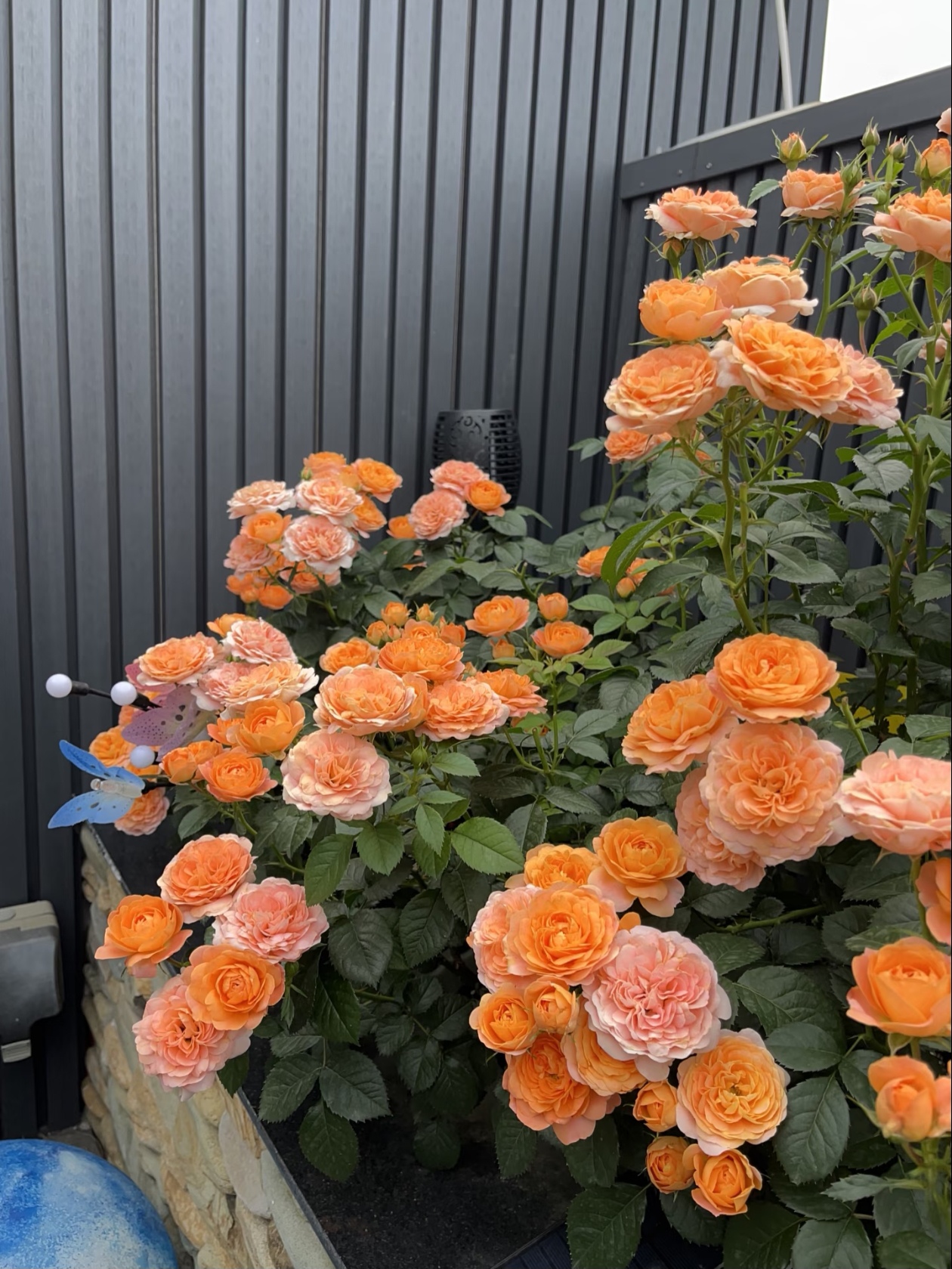 20年养花经验：有哪些月季品种，值得推荐？