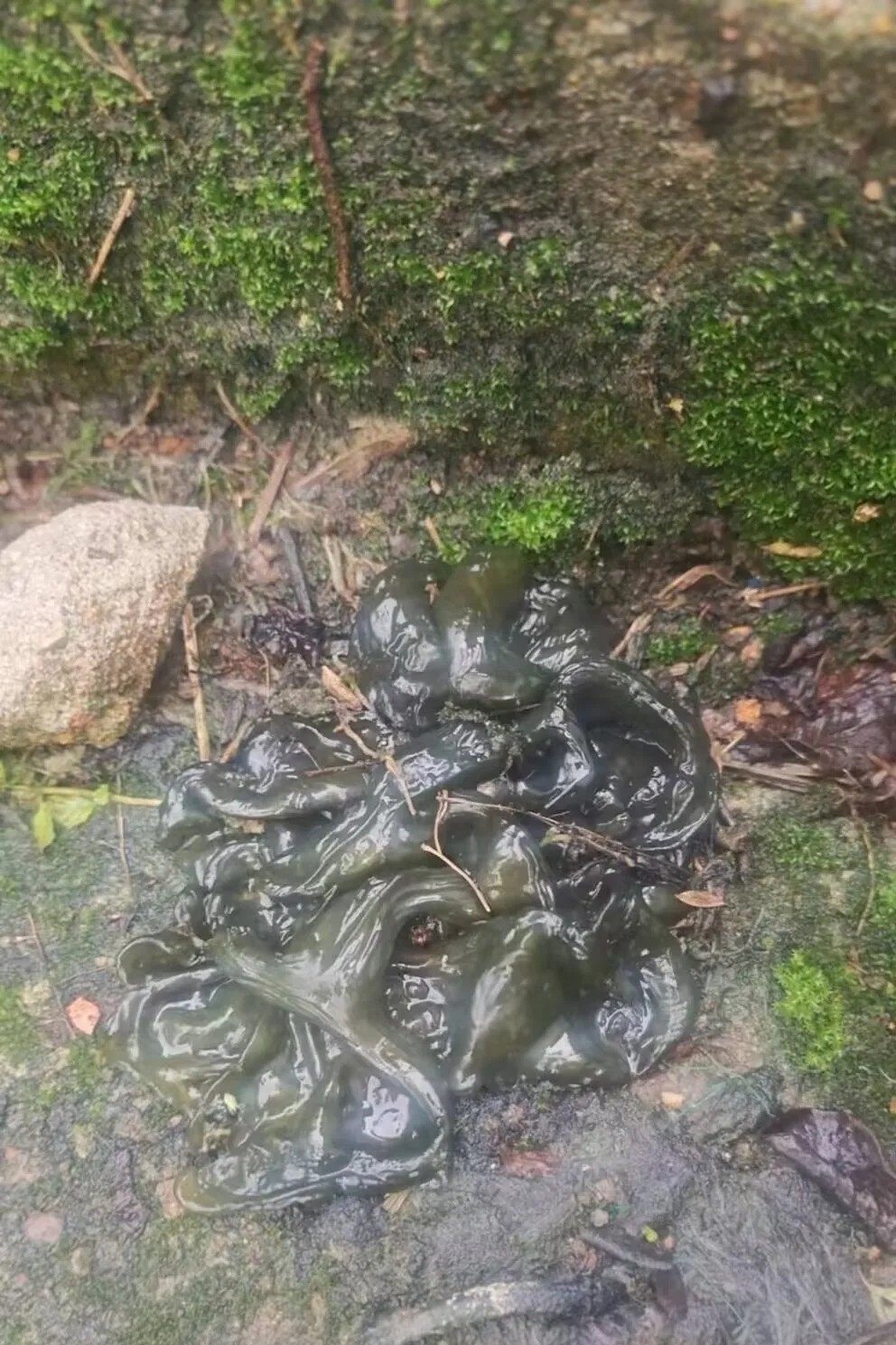 谁能告诉我这像木耳的东西是什么？