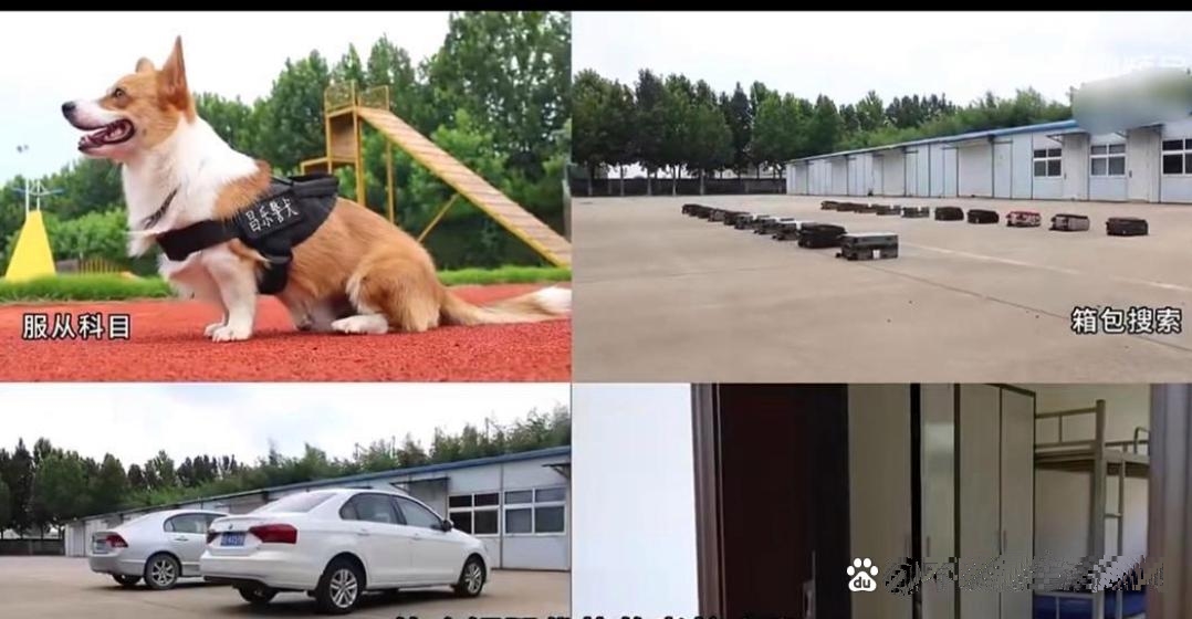 柯基警犬福仔转正了！ 近日，柯基警犬“福仔”顺利通过服从科目、箱包搜索、车辆搜索