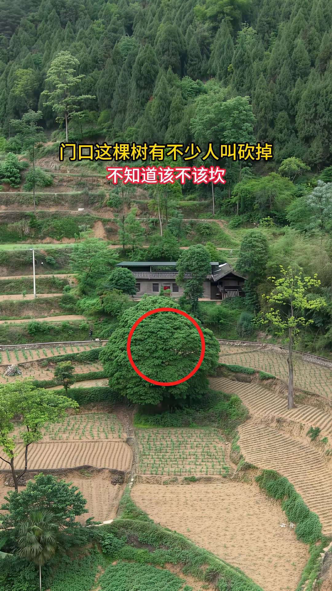 门口这棵树有不少人叫砍掉，不知道该不该砍。