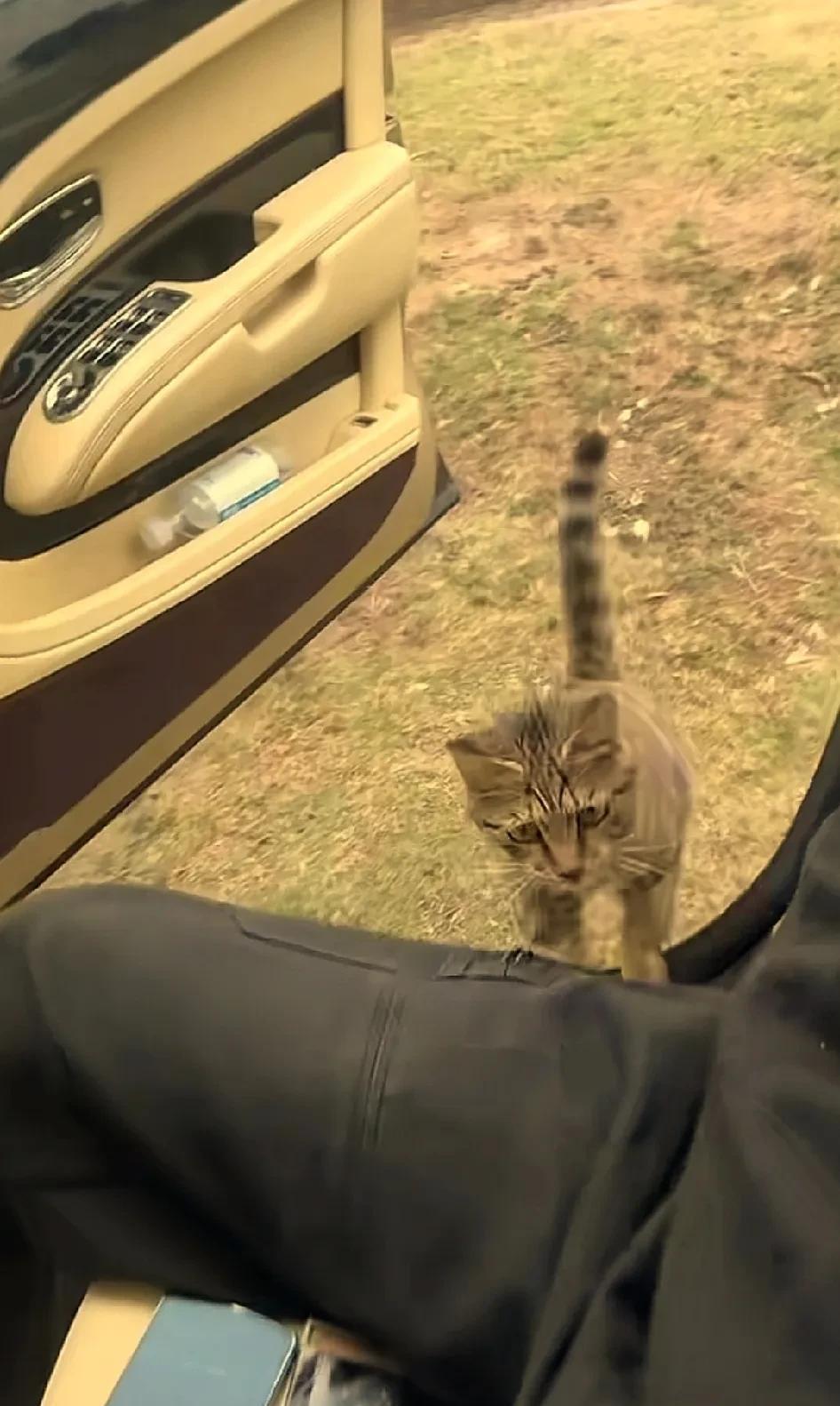 这个被小猫赖上的男人, 是重庆阿可。起初，我只是被一个视频所吸引。一只小猫咪坚定