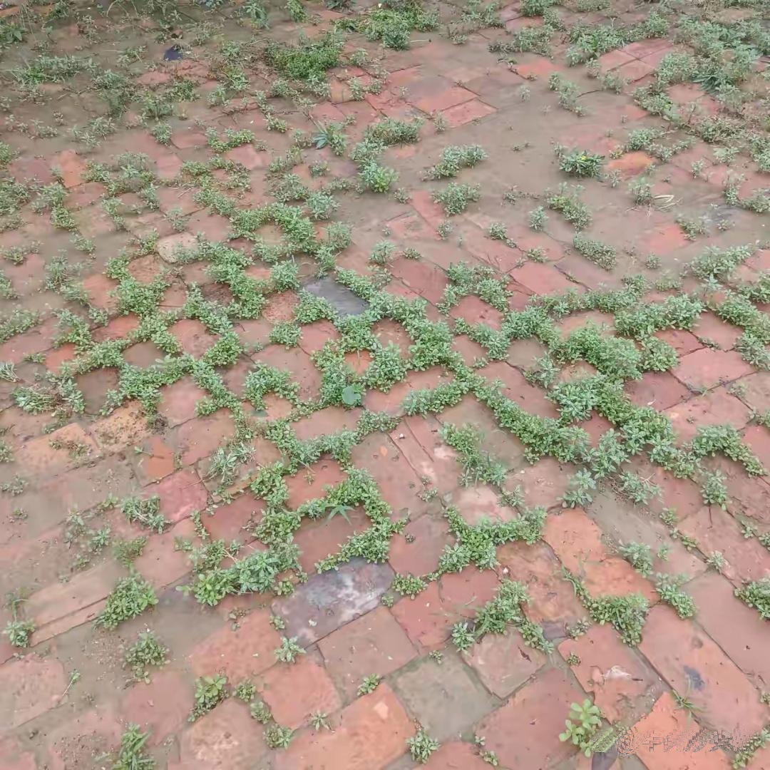 砖真不能铺院子，遇到连阴天那真是芳草碧连天！
一天不在家，院子就成这样了，一整个