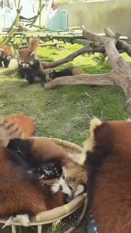 看小熊猫太解压了…